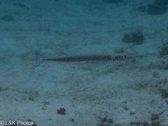 Tylosurus crocodilus