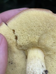 Leccinum insigne