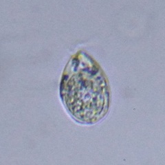 Protozoa