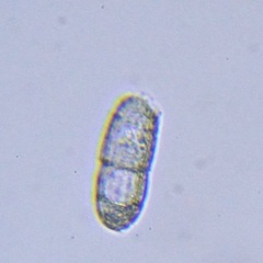Ciliophora