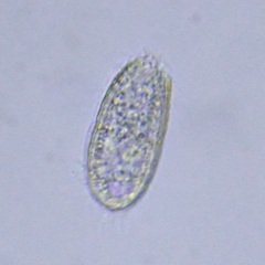 Colepidae