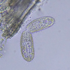 Colepidae