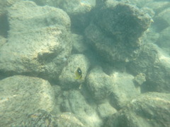 Chaetodon quadrimaculatus