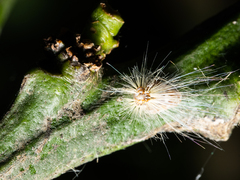 Scolypopa