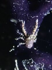 Galathea tanegashimae