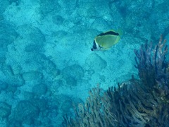 Johnrandallia nigrirostris