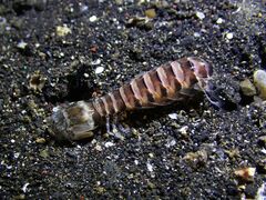 Lysiosquillina maculata