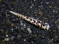 Terebra subulata