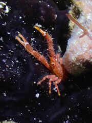 Galathea tanegashimae