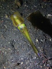 Sepioteuthis lessoniana