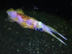 Sepioteuthis lessoniana