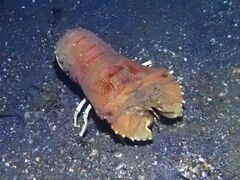 Thenus orientalis