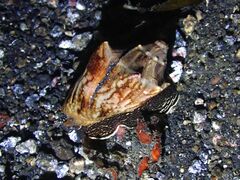 Cymbiola vespertilio