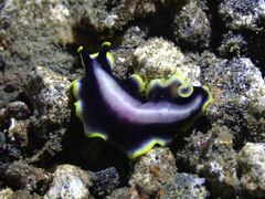 Pseudoceros paralaticlavus