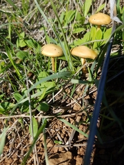 Agrocybe pediades