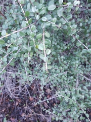 Rhamnus crocea