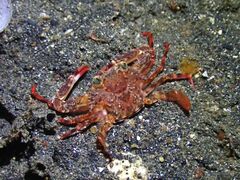 Xiphonectes longispinosus