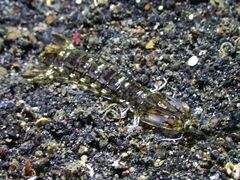 Pseudosquilla ciliata