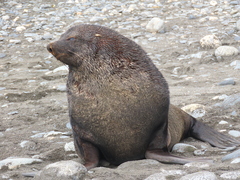 Arctocephalus gazella