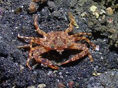 Xiphonectes longispinosus