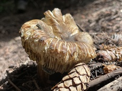 Neolentinus ponderosus