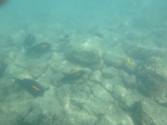 Acanthurus olivaceus