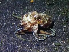 Amphioctopus marginatus