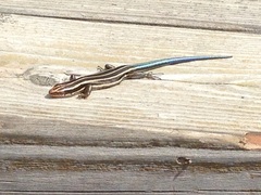 Plestiodon finitimus