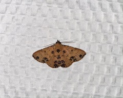 Corgatha semipardata