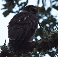 Strix leptogrammica
