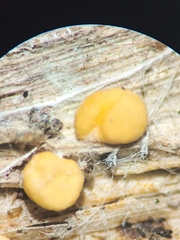 Pezicula