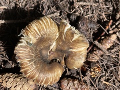 Neolentinus ponderosus