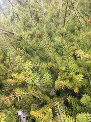Podocarpus acutifolius