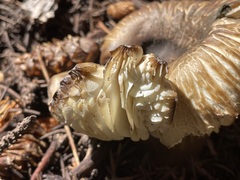 Neolentinus ponderosus