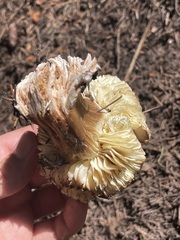 Neolentinus ponderosus