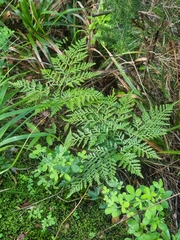 Davallia canariensis