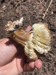 Neolentinus ponderosus