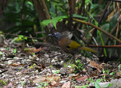 Trochalopteron peninsulae