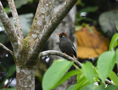 Pterorhinus mitratus