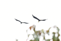 Rhyticeros undulatus