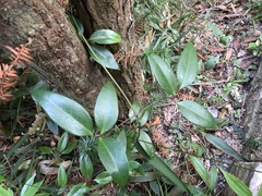 Clematis crassifolia