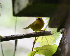 Cyanoderma chrysaeum