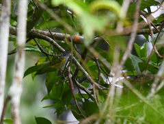 Phylloscopus castaniceps