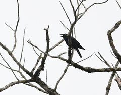 Corvus macrorhynchos