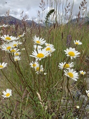 Leucanthemum vulgare