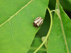 Zygogramma disrupta