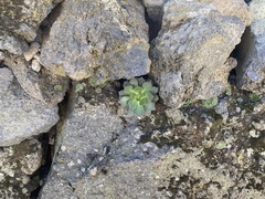 Aeonium