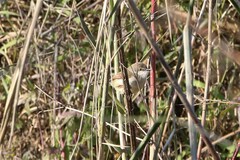 Prinia rufescens