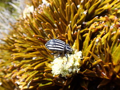 Lyperobius hudsoni