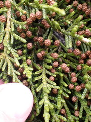 Microcachrys tetragona